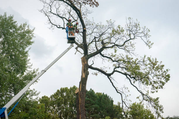 Tree and Shrub Care in Wade Hampton, SC